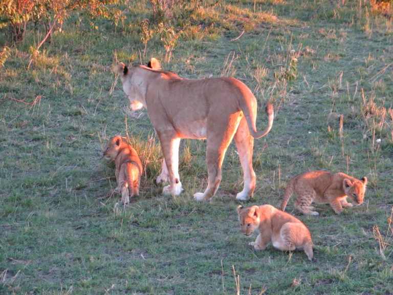Lioness with cubs Mara